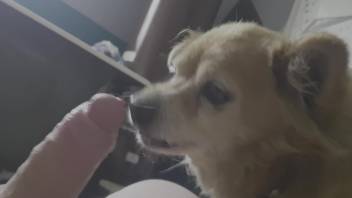 Furry mutt licks his owner's dick while the guy masturbates on cam