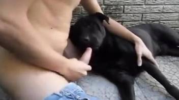 Black dog worships a guy's penis in a hot XXX vid