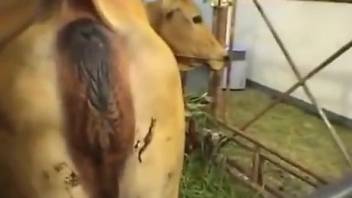 Horny cow getting its pussy and asshole licked