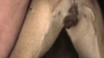 Guy aggressively pounds his female dog in the vagina until the semen erupts