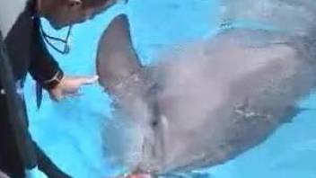 Dolphin porn video with amateur trainer enoying the penis