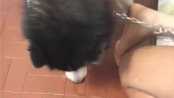 Incredible doggy-style banging session with a skilled female canine