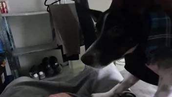 Dude exposes his dick to get that small dog interested