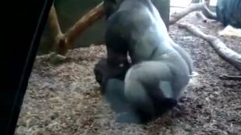 Ape screwing his mate arouses lustful dude at the zoo