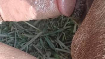 Man deep penetrates animal's wet pussy in closeup scenes