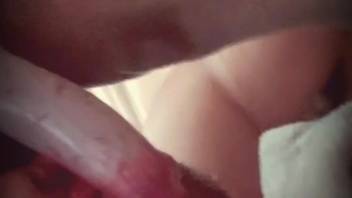Excited female captured on video fellating her dog's extended penis