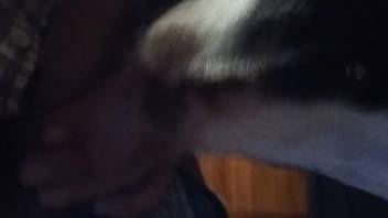 Guy masturbates on webcam as dog licks his hard cock