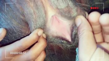 An attractive animal enthusiast is manually stimulating the aroused vagina of a female horse.