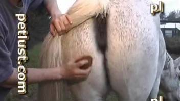 Fat woman gives a rimjob for a white stallion