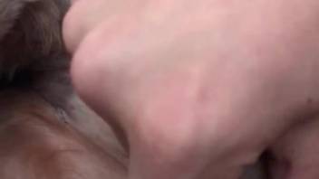 Aroused guy toys with the fluffy canine's tiny pussy and rear