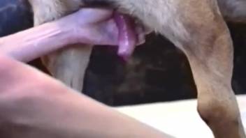 Stunning blonde deepthroats authentic canine cock in astonishing XXX solo performance