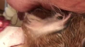 Man with an erect penis is screwing a hot beast