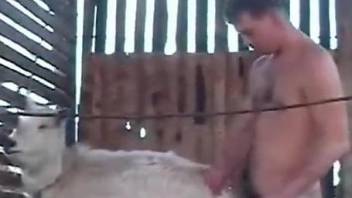 Hairy guy with a nice ass fucking sheep deeply