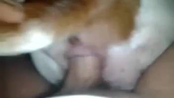 Midnight canine deviances deliver dude wild climaxes