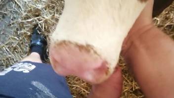 Bovine tongues guy's large penis in superb homemade animal enclosure viewpoint