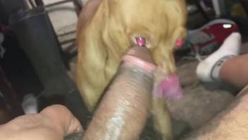 Dude gets a nice blowjob from a dog in a POV vid