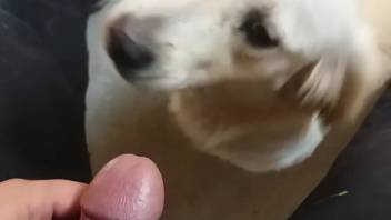 Canine tongues master's massive cock with messy techniques, leading the dude to climax