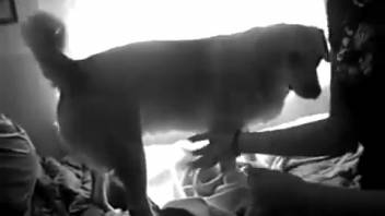 Aroused housewife toys with the canine's penis in quite provocative ways