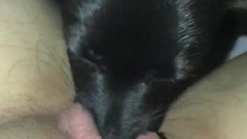 Horny female feels amazing with her small dog licking her like that