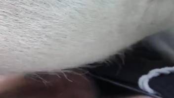 Hot guy's veiny cock exploring a horse's pussy