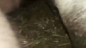 Man at the farm fucks animal in the ass for full orgasms