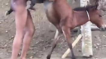 Dude fucks a small horse for quite some intriguing scenes