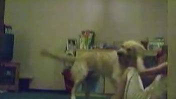 Huge dog violently copulates with defenseless owner