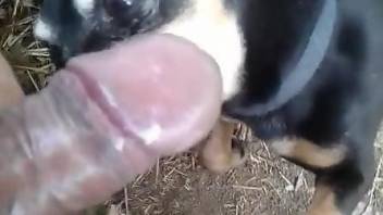 Man craves the dog's mouth for quite some time