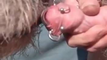 Guy's pierced cock is a delicious snack for this pooch