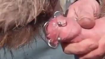 Canine smells and tongues master's dick in filthy exterior porn scene