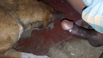 Ebony dick is delicious while the beast continues to lap at it