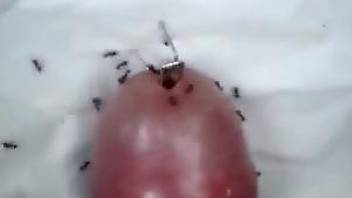 Aroused man loves those ants on his dick while he jerks off