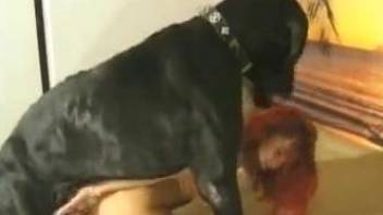 Black dog fucks a redhead with her stripper heels on