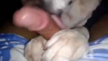 Canine satisfies master by tonguing his hard penis in messy ways