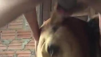 Man deep fucks dog in the pussy for restless pleasure