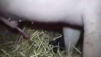 Tight female tries endless sex with the animal at the farm