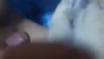 Horny guy penetrates fluffy canine in every opening and records the act