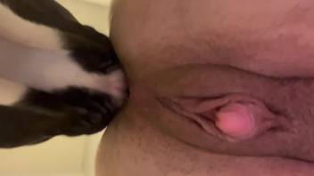 Canine laps at female's vagina and causes her to orgasm like a slut