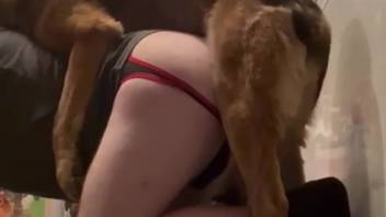 Voluptuous woman on webcam screwed by a canine in highly explicit adult footage