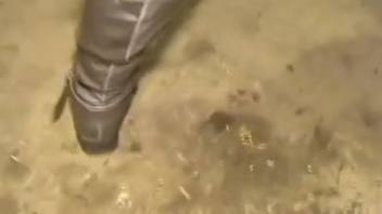Intense collection of authentic bestiality scenes featuring attractive females