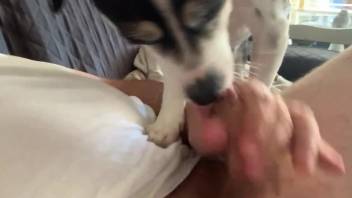 Aroused man invites his little dog to lick the dick a little