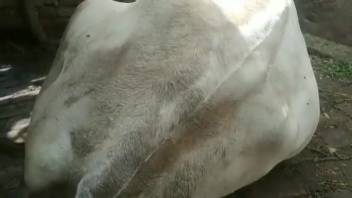 Aroused guy intensely finger-bangs beast's vagina on the ranch