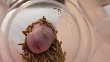 Dude puts his dick into a jar filled with worms for extra pleasure