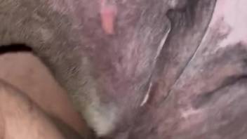 Dude uses his boner to get this dog off in POV