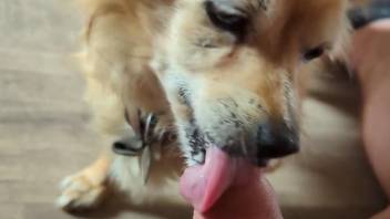 Furry mutt licks owner's dick in sloppy POV scenes