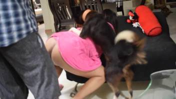 Smashing female filmed trying ass sex with the furry dog