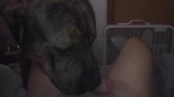 Dog licks man's cock while he tries to masturbate
