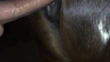 Horny guy's dick expanding a mare's tight cunt