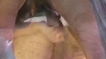 Homosexual guy deepthroats massive horse cock and attempts butt sex on webcam
