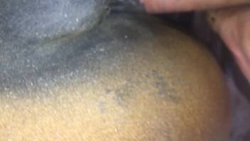 Man shoving his dick into a female horse's asshole